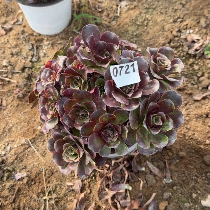 721 清棚处理不包断枝