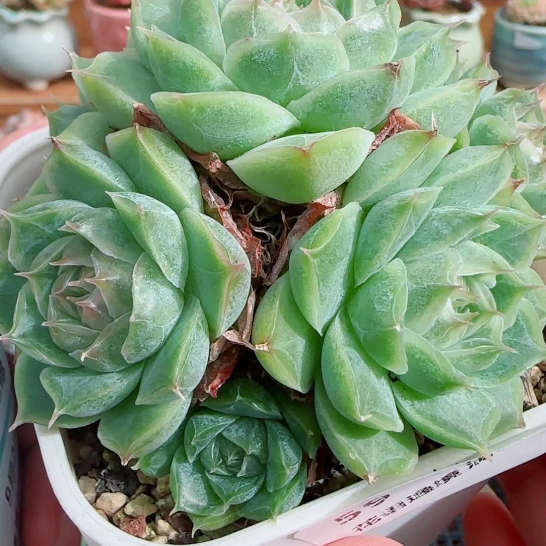 花语逸镜0927-59散