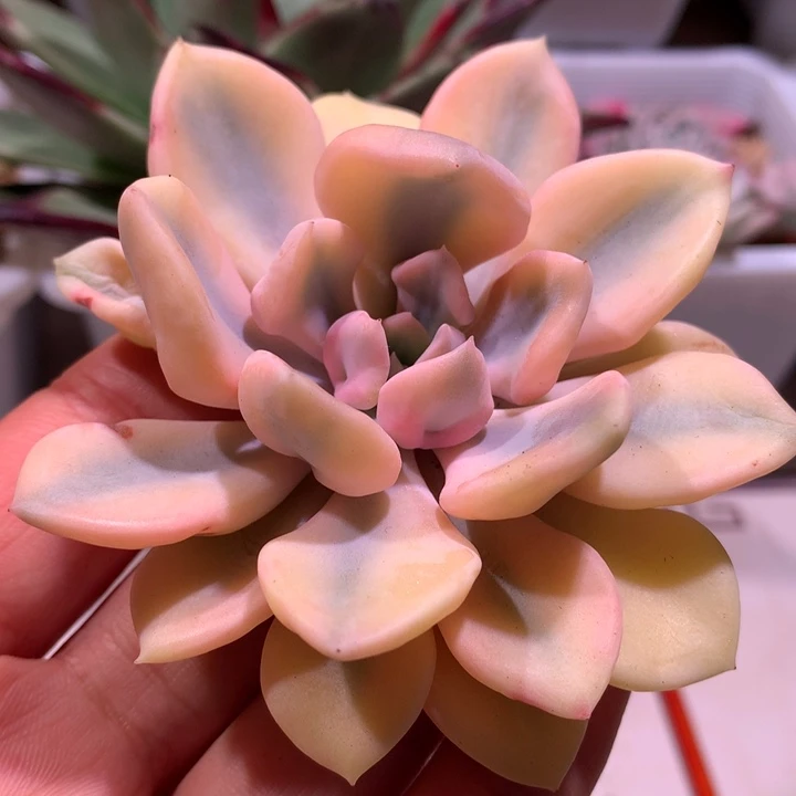 丘比特头盖腹轮锦