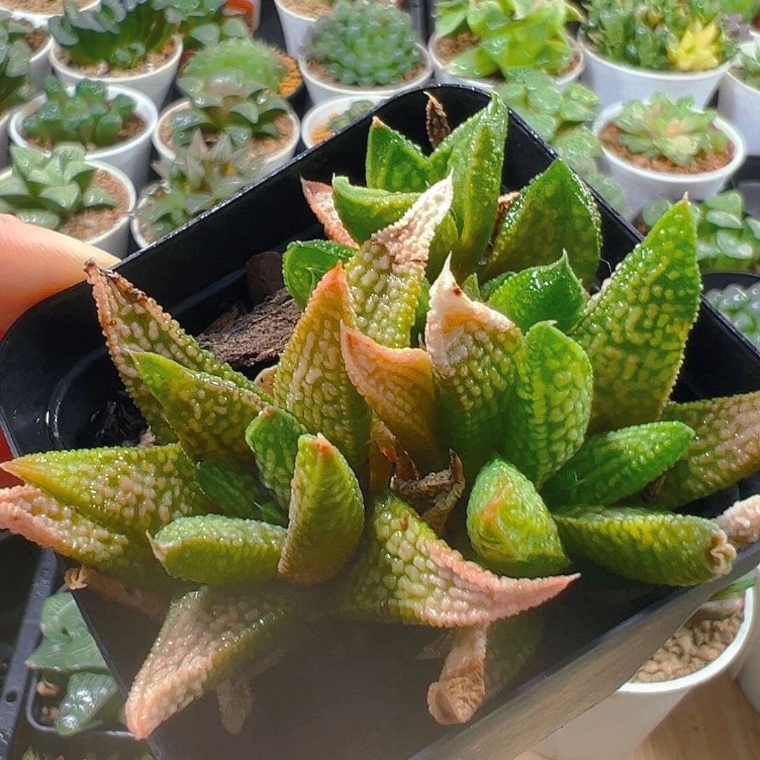 大理石女王群玉露多肉植物一颗