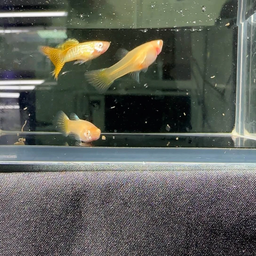 孔雀鱼关注主播可以竞拍