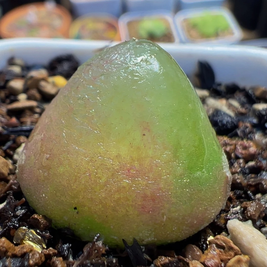21多肉植物百科植物