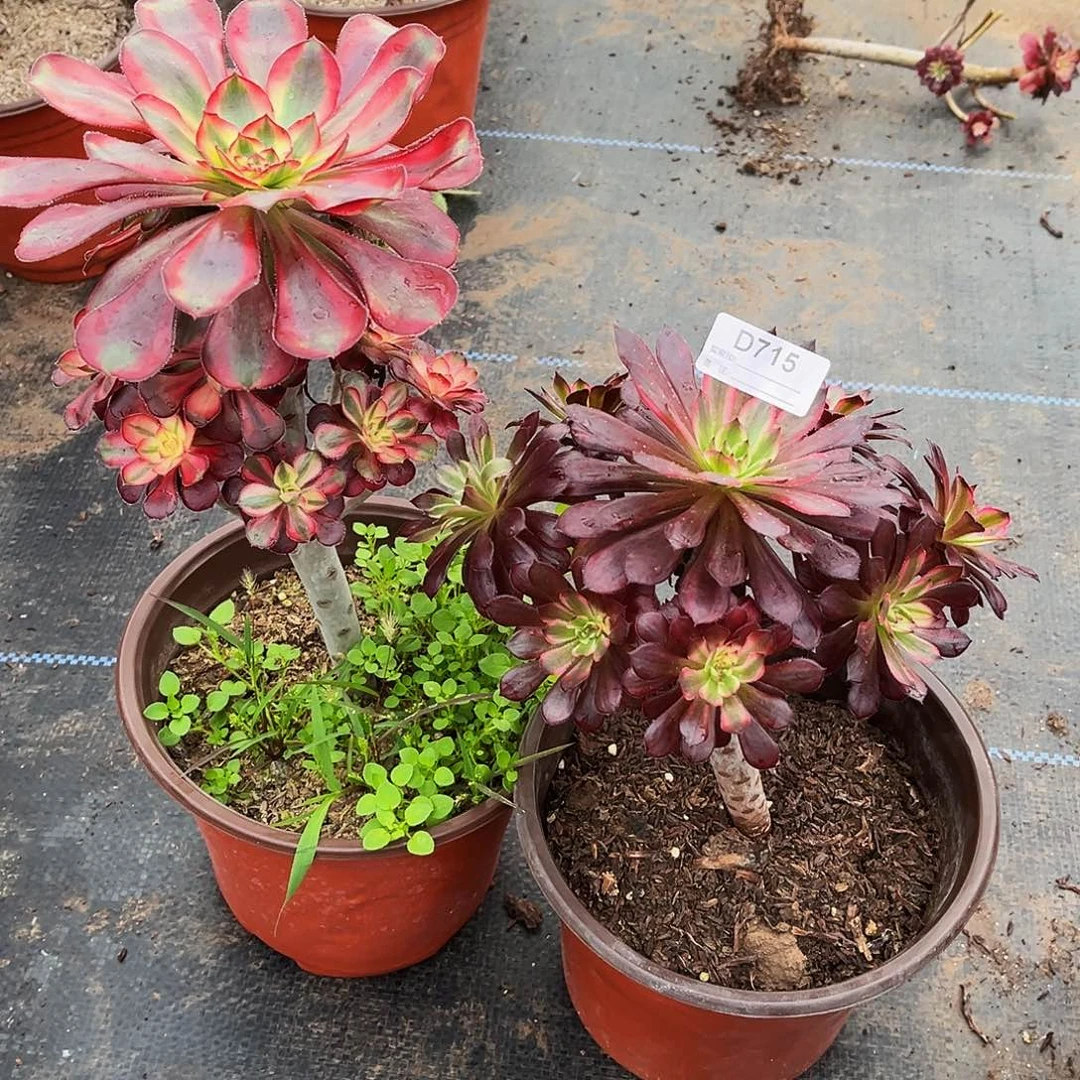 多肉植物715两小颗