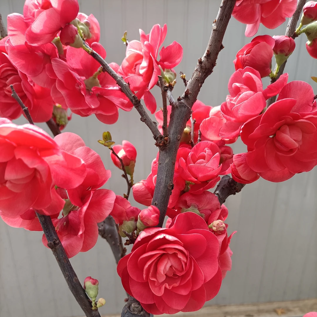 玫瑰之约海棠盆栽耐寒好养阳台庭院南北方种植