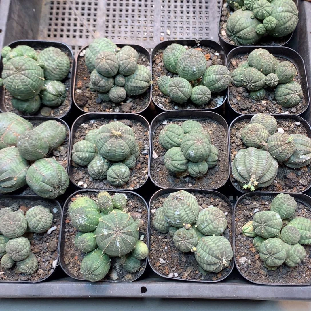 自根 欧布群生 盆口径7公分