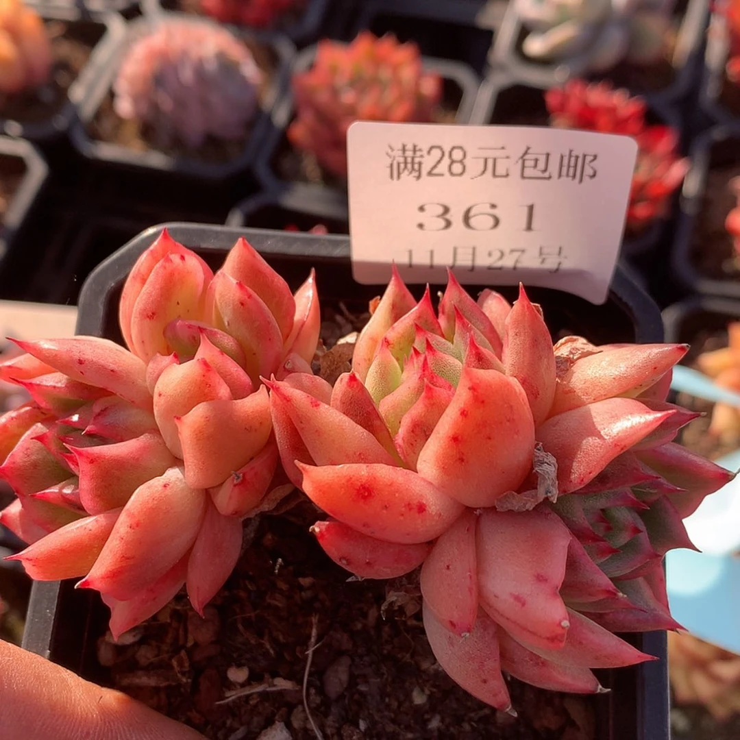 【闪购商品】云361号