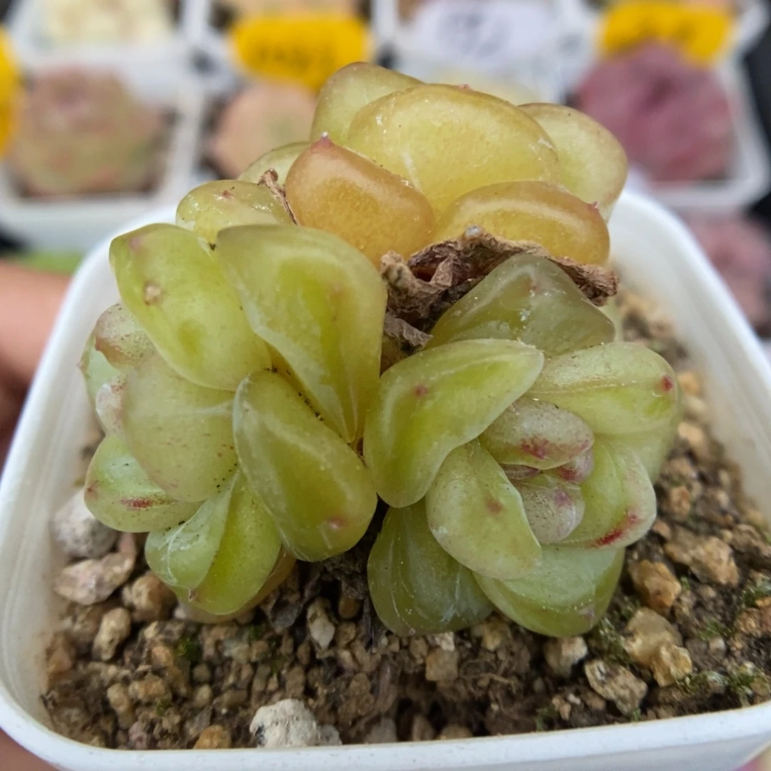 化水透珍妮群生824号