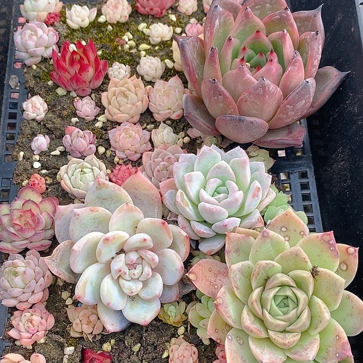 242 多肉植物盆栽花卉植物