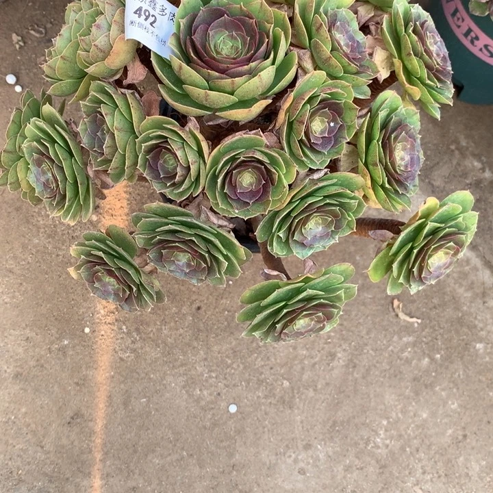 492万圣节多肉植物