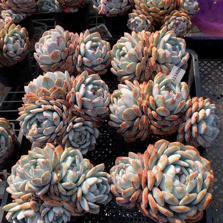 121806六个嗯嗯嗯嗯嗯好喜欢