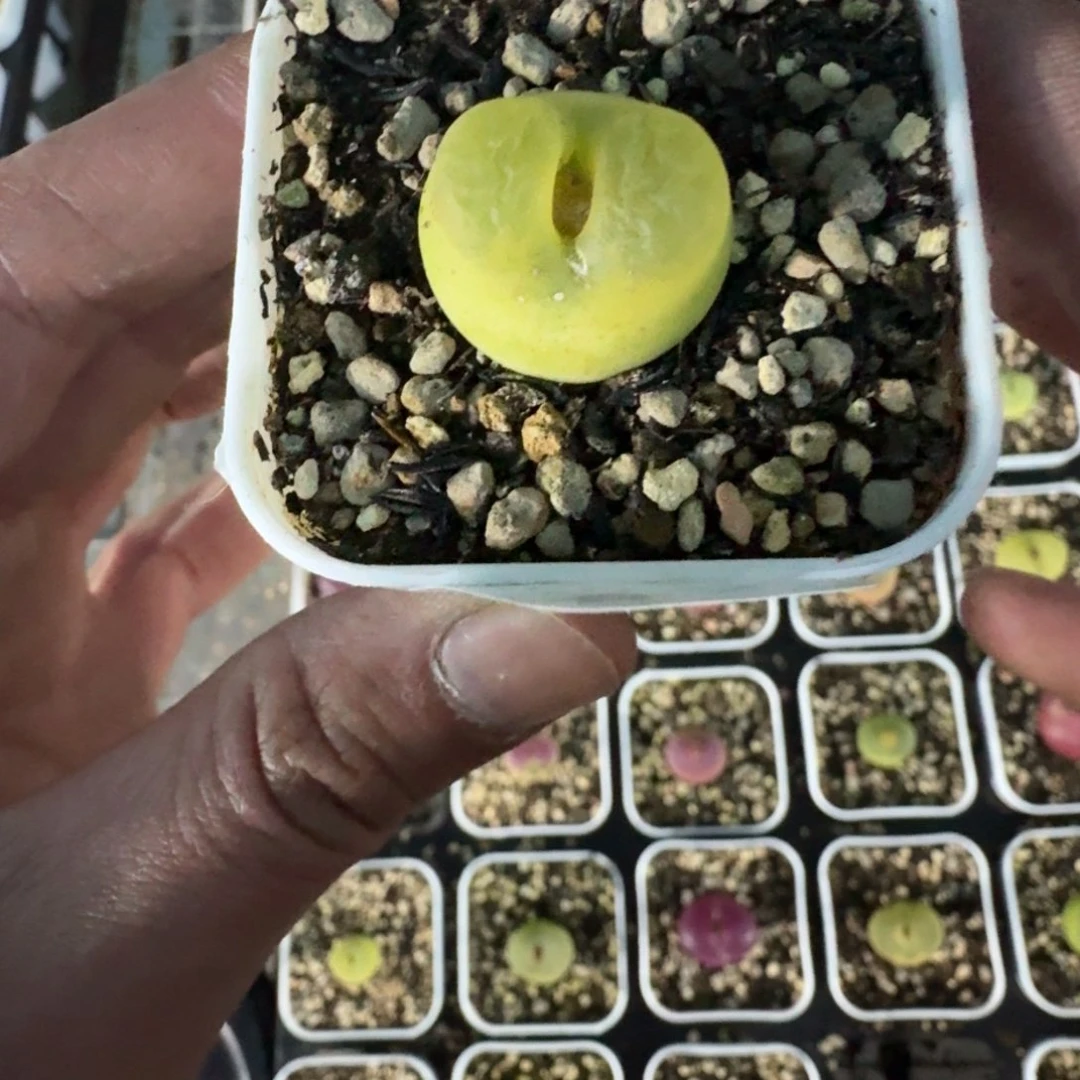 大***娅2407。毛毛一颗。带盆土