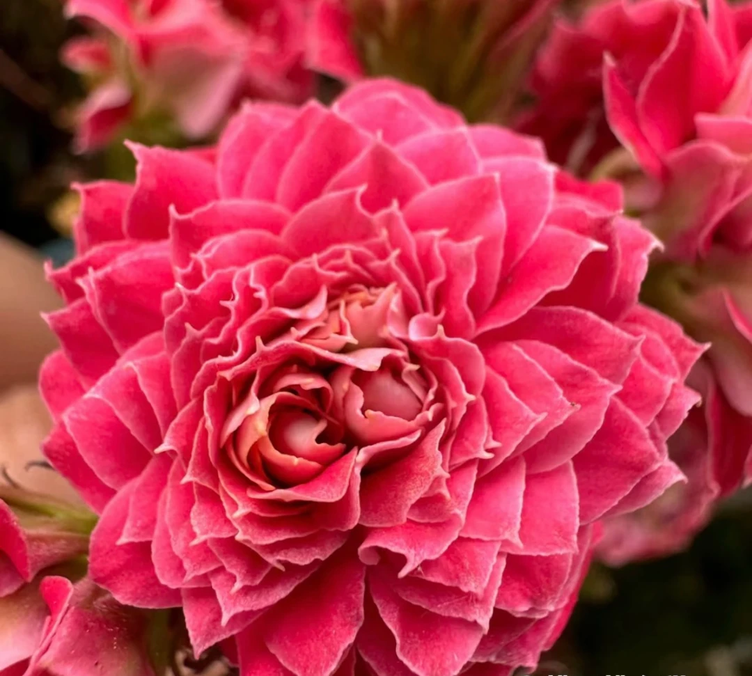 长寿花园～【步步生花】超大花