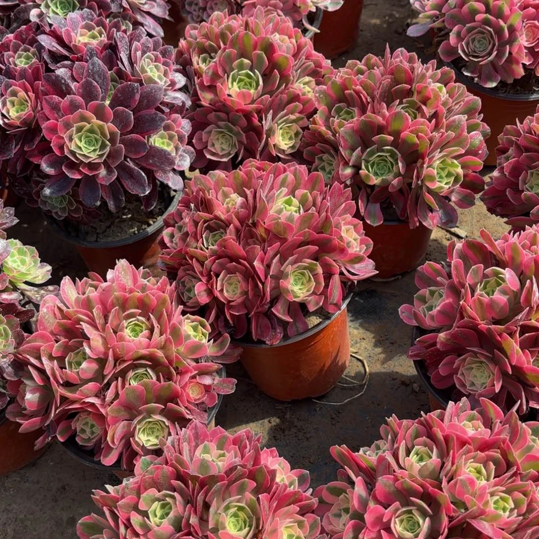 粉女巫绣球9.9多肉植物