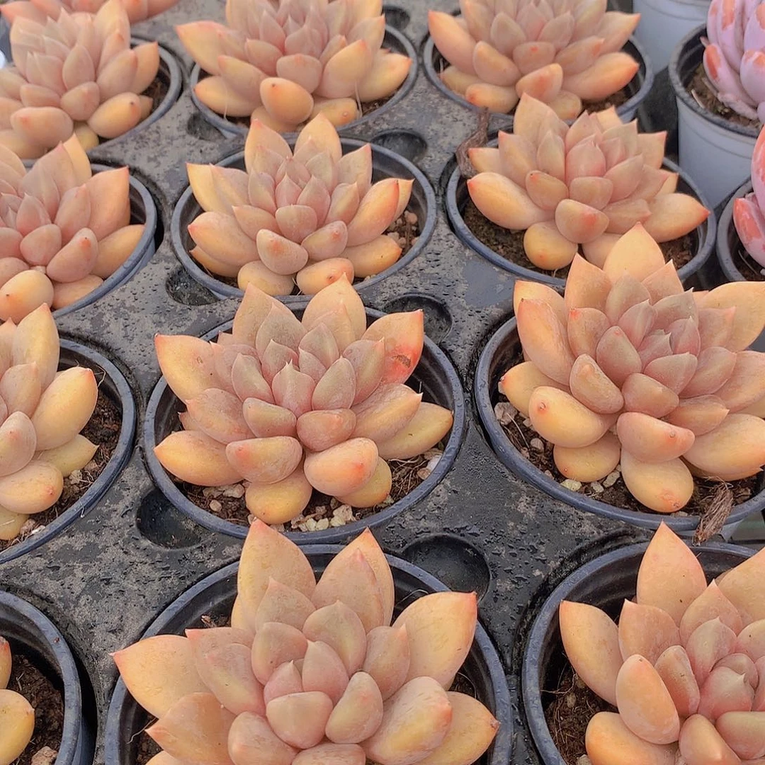 单头红象牙2456788999000