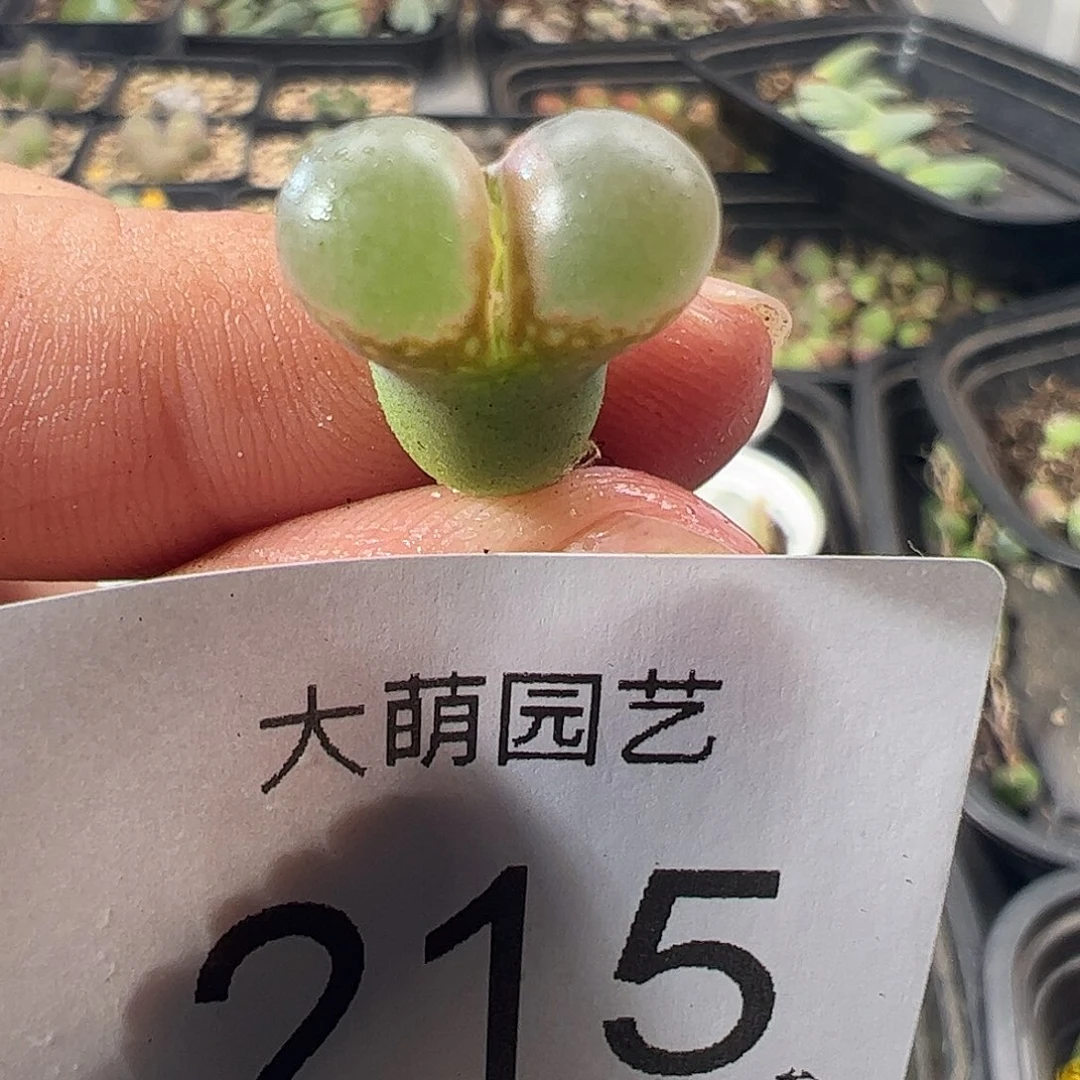 一物一拍。MG1802.1黑眼豆豆215