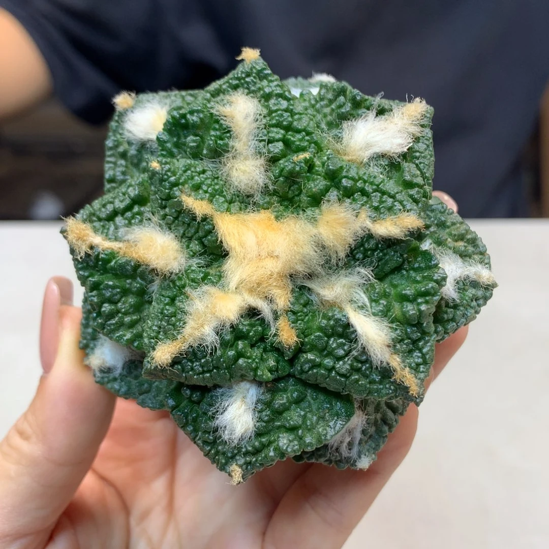 13号 出根芽 龟甲哥斯拉7.5公分
