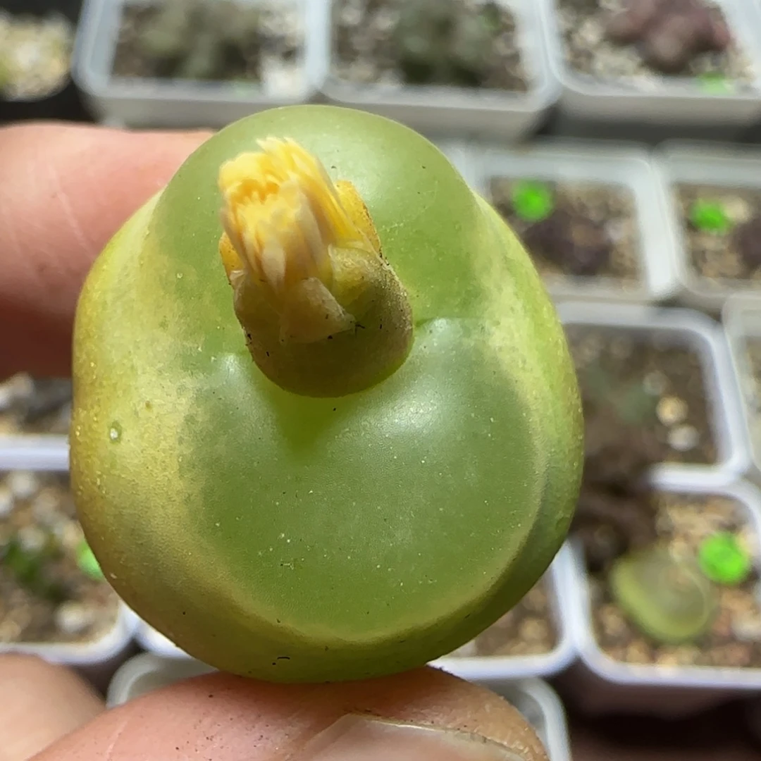 2.4瑕疵多肉植物42