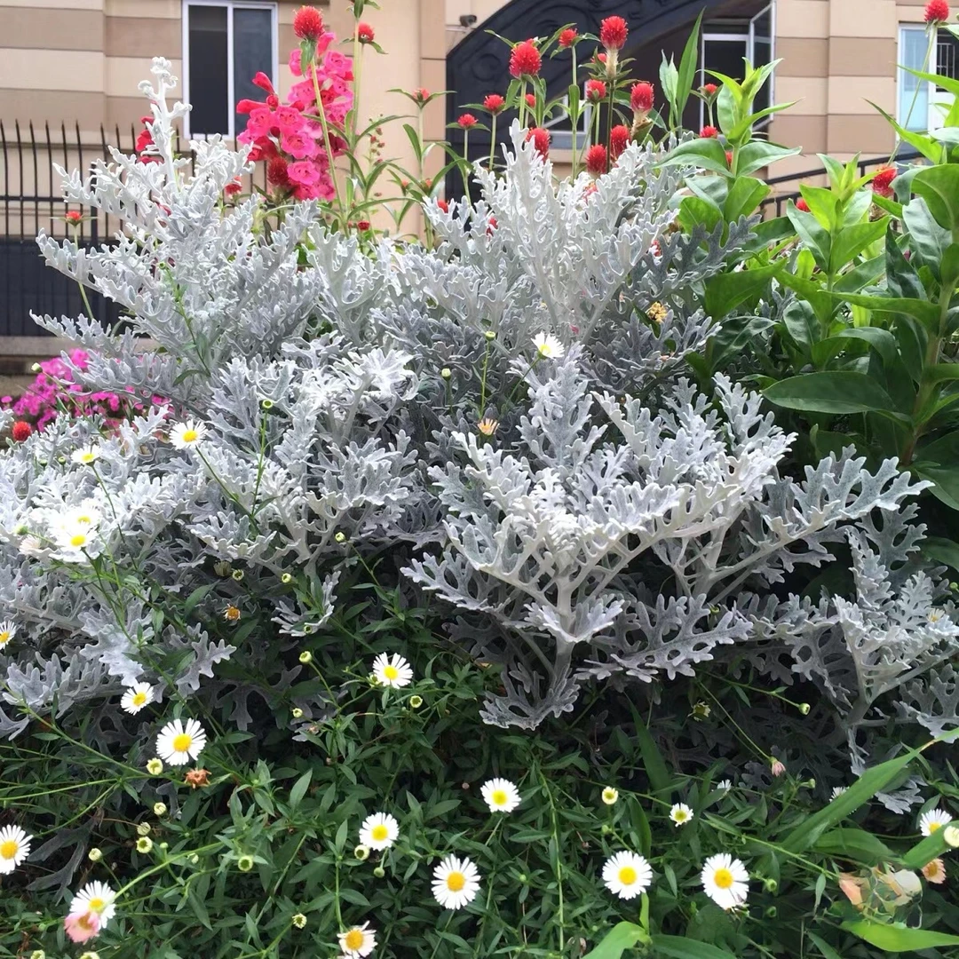 蕾丝银叶菊盆栽苗 冬春季银白色植物 花园阳台耐寒观叶花卉赛车手