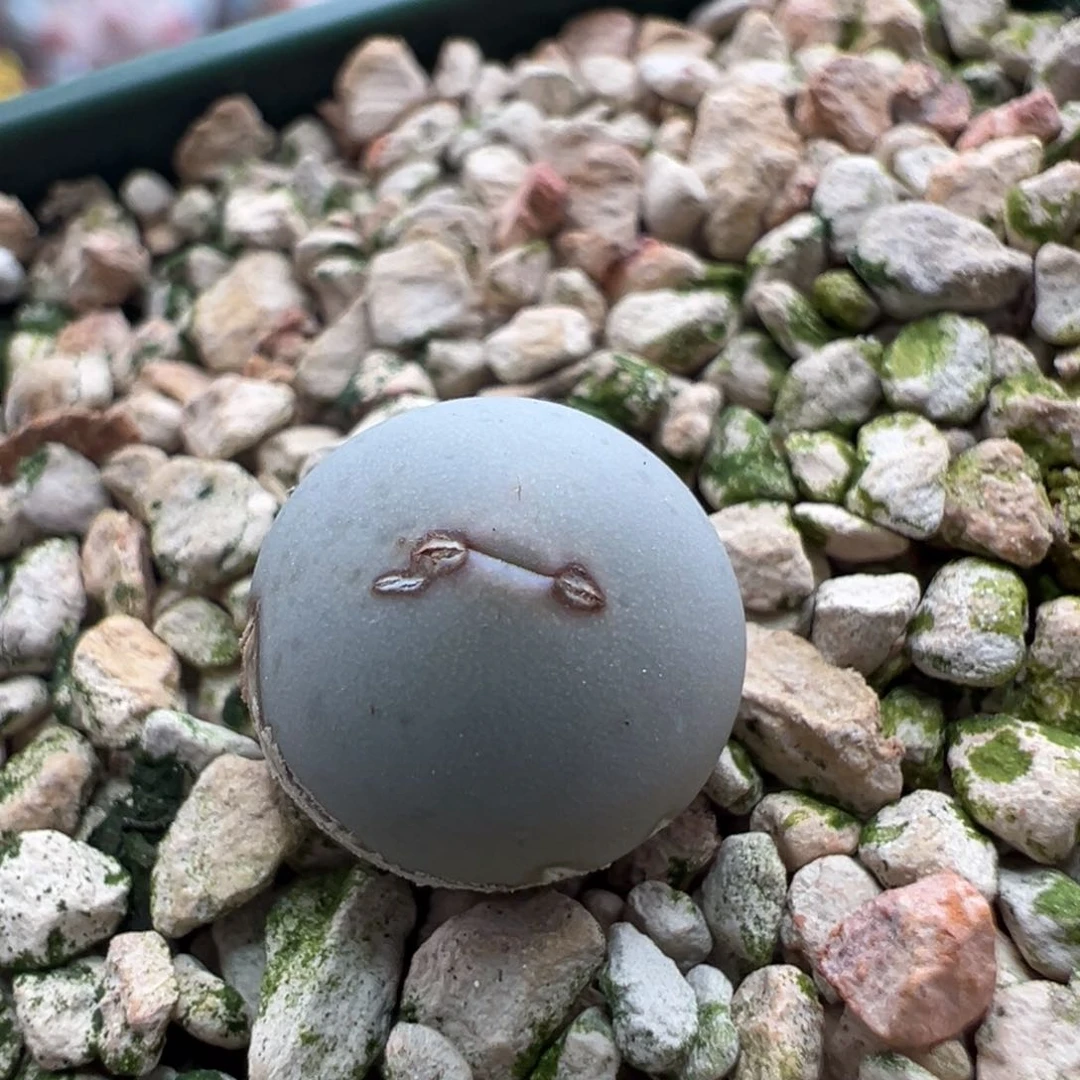 480。青蛙种源V嘴  柏实多肉植物