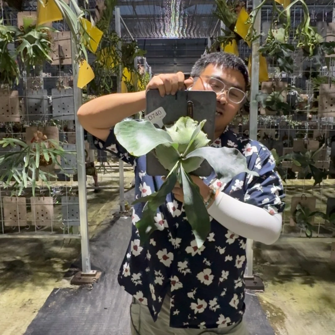 不开花植物D740-雷神鹿角蕨