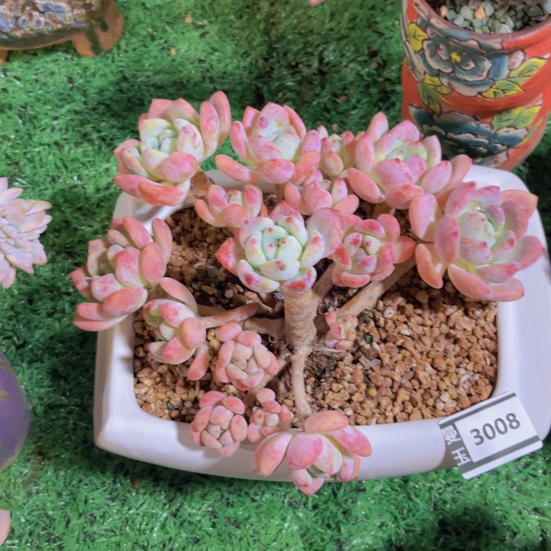 望舒多肉植物3008