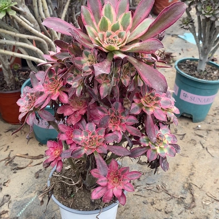 香奈儿多肉植物008