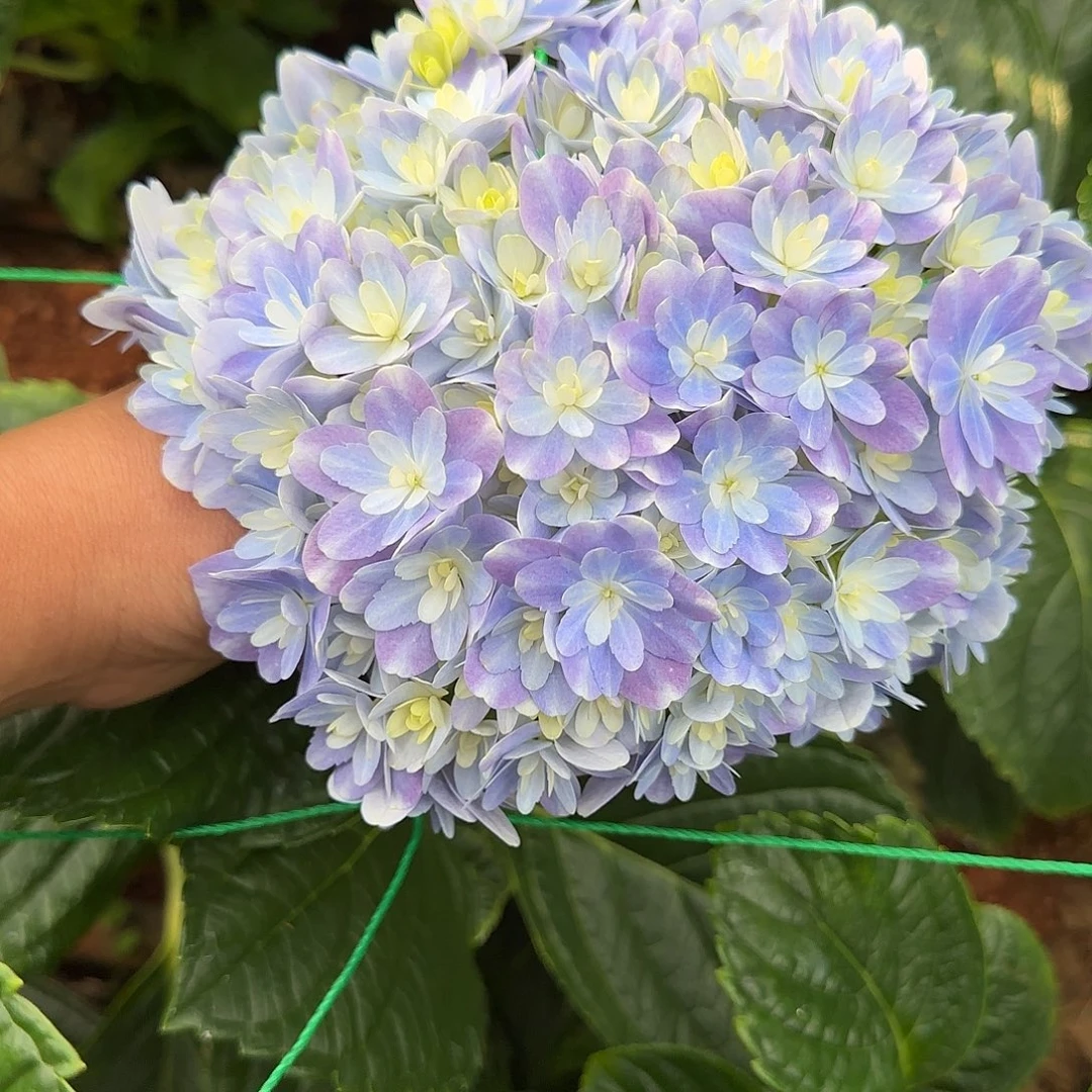 绣球切花一物一拍3枝起包邮，84