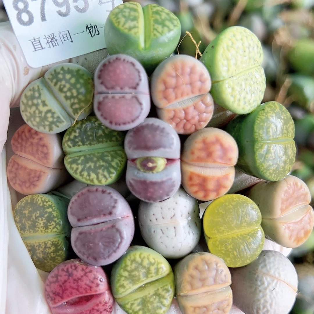 8795 好养易活生石花大母本20个