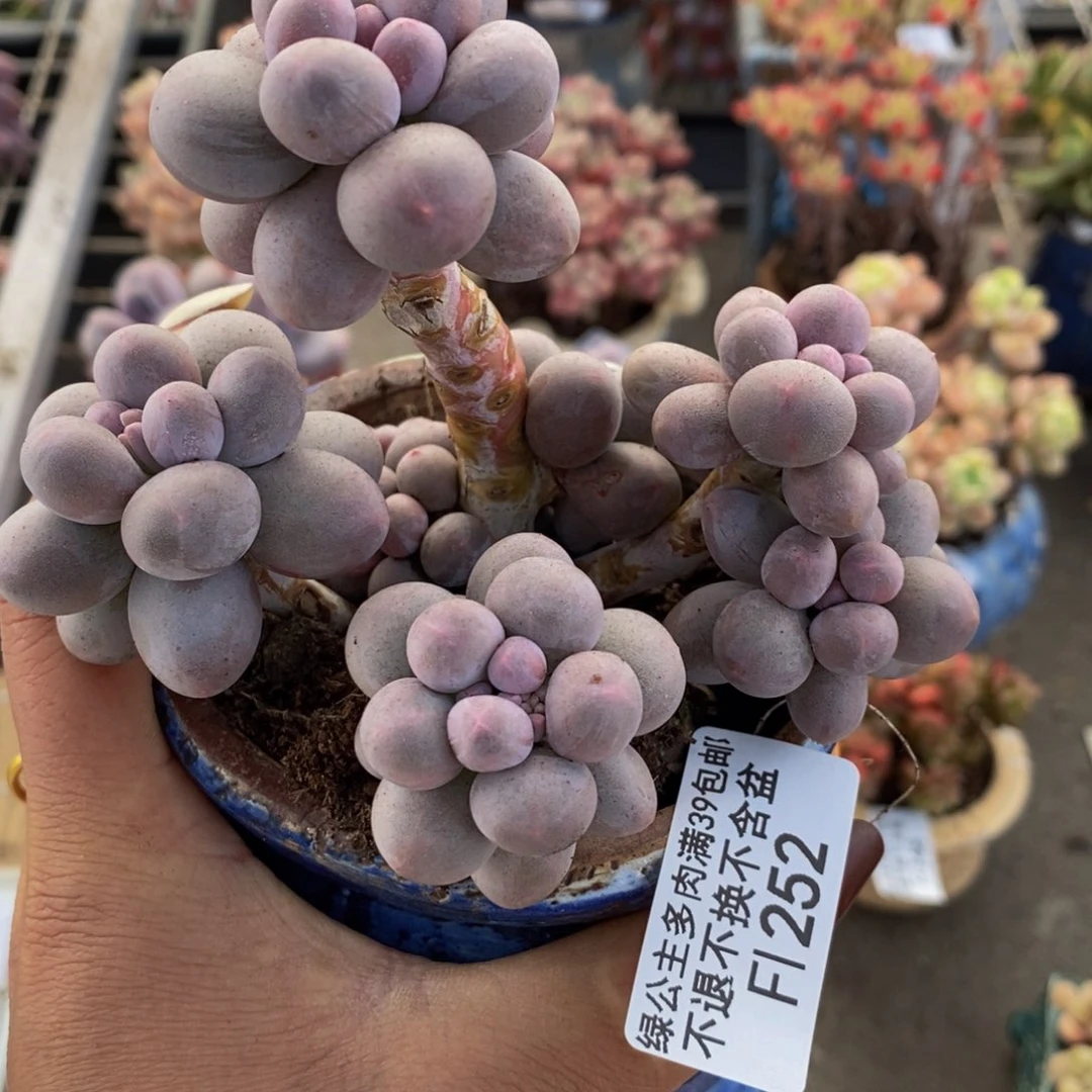 香水手指252/10c m