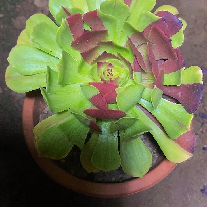 多肉植物保护研究所
