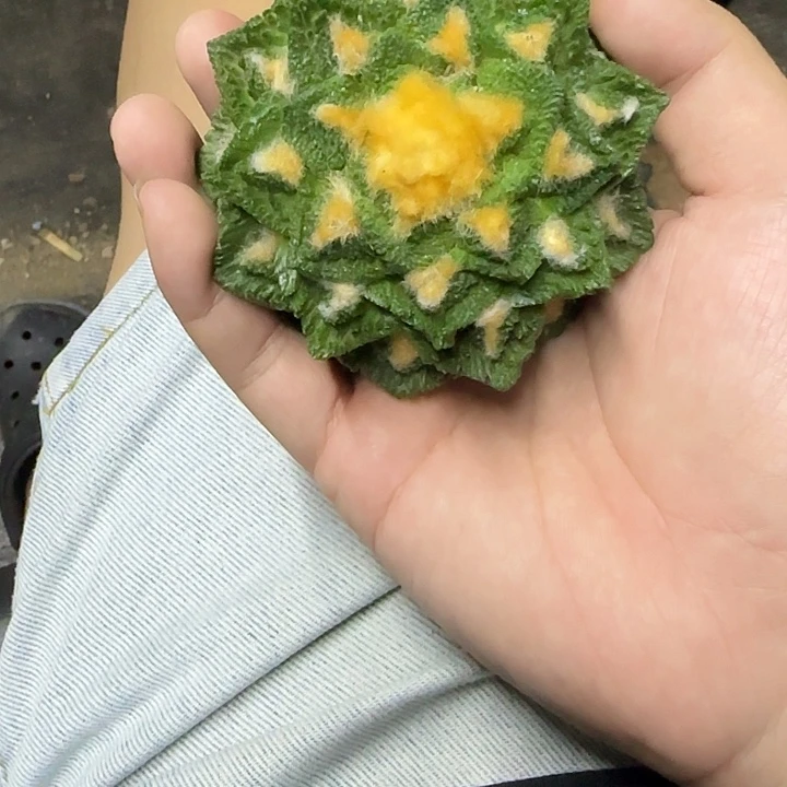 于*童一物一拍所见即所得
