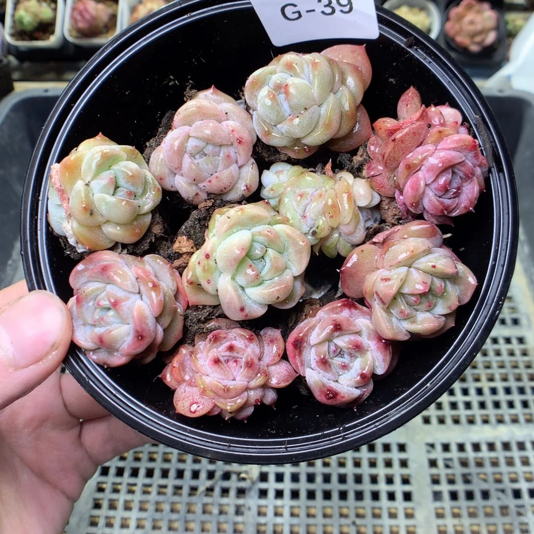 G39y y y y y y y y y yy y y