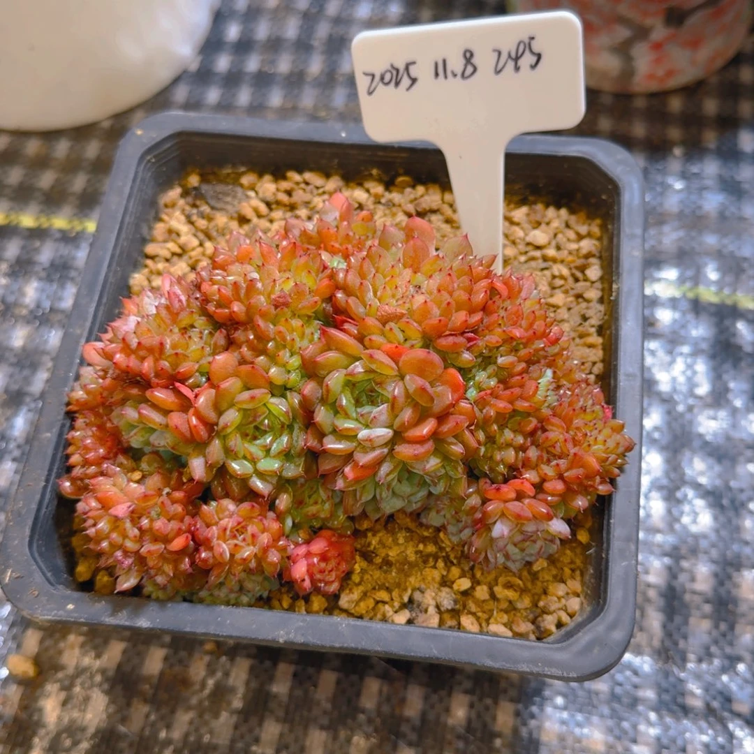 一物一拍白胖子缀化245