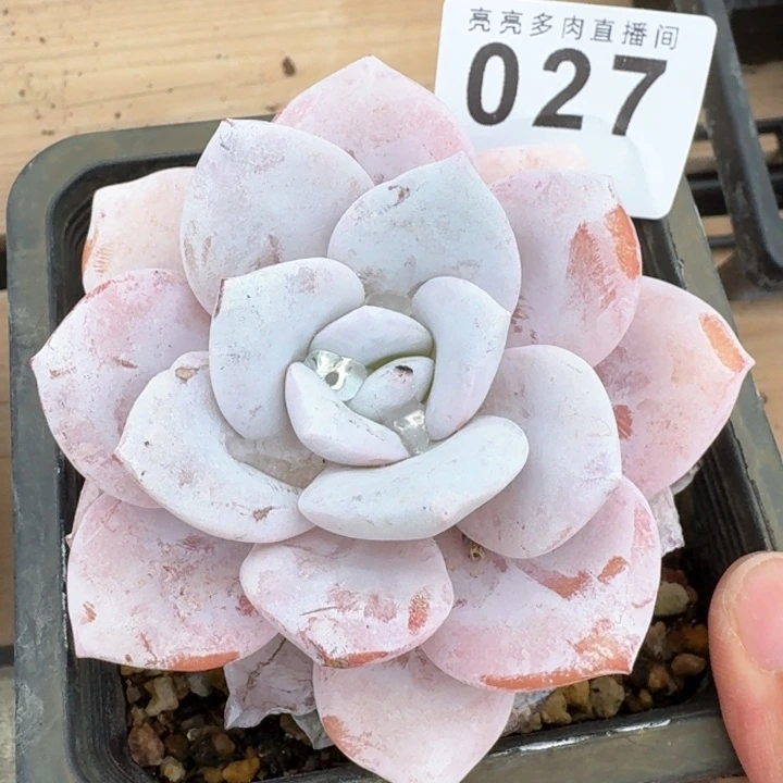 饭***位雪莲         多肉植物