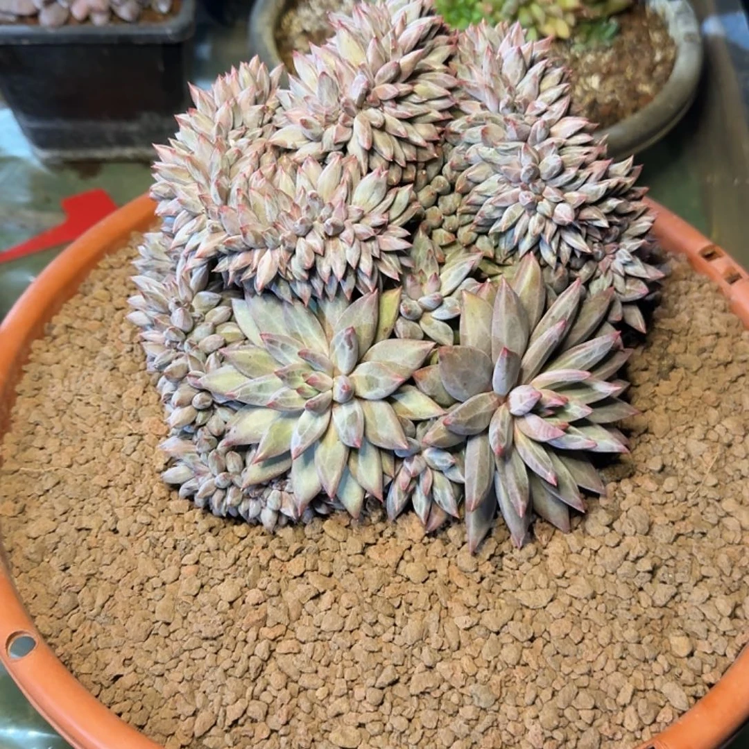 少***土多肉植物多肉植物