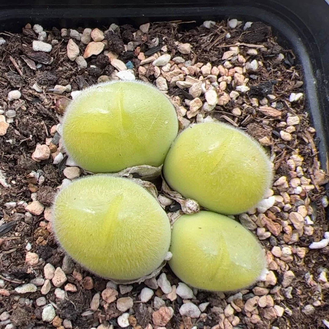 0591号长毛翠滴 多肉植物
