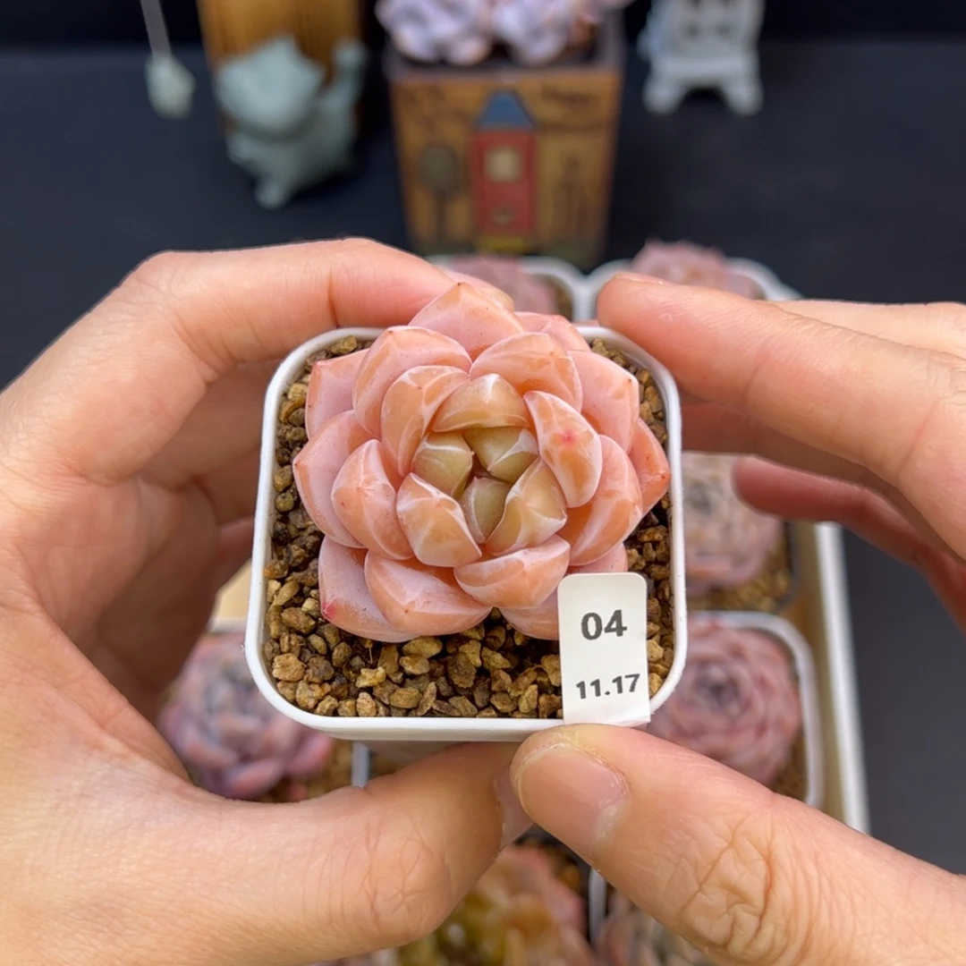 好好看04、哈哈哈哈哈