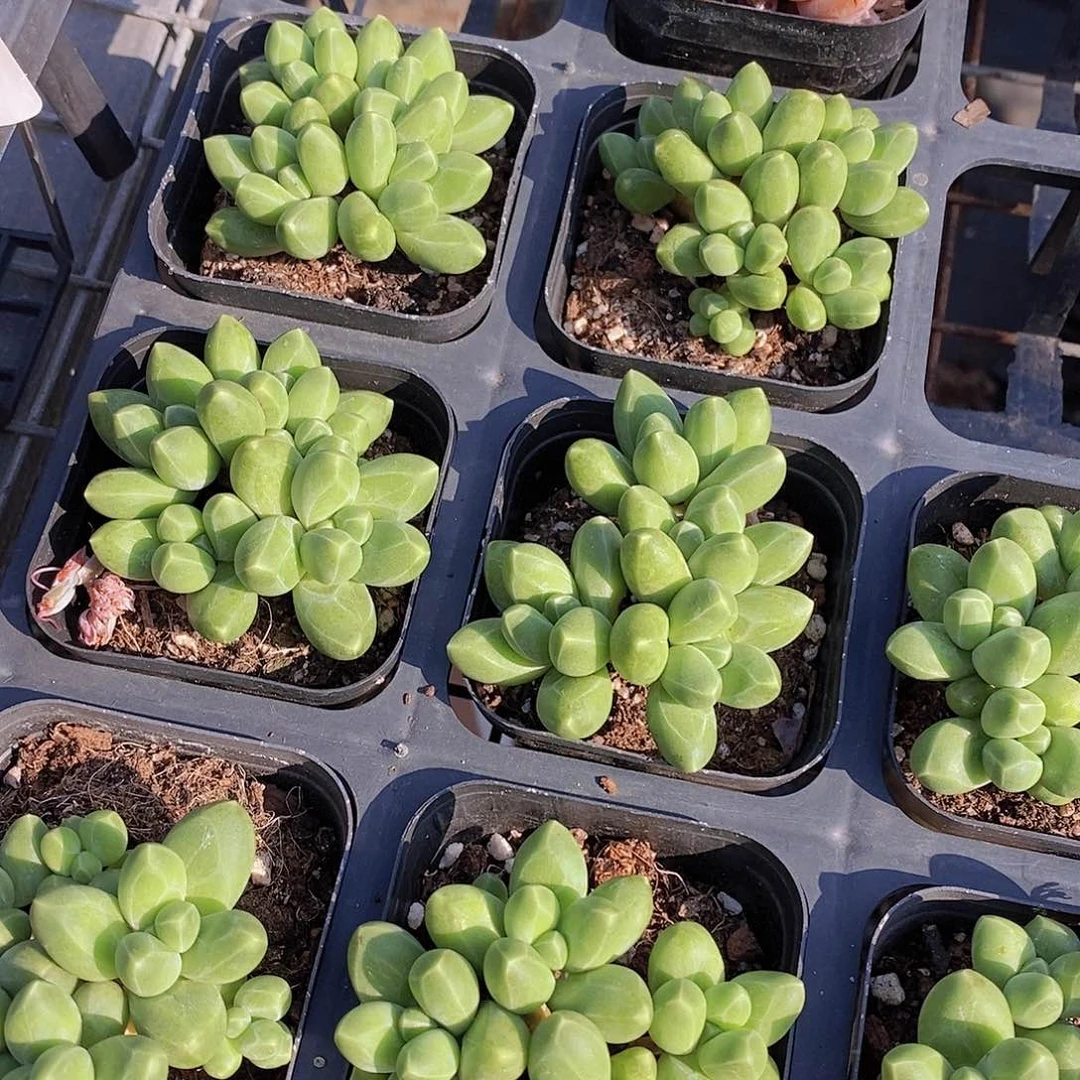 W-清福利 优选千代田群福利一颗 量拍