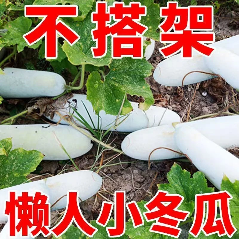 满地爬小冬瓜种子 冬瓜种子四季