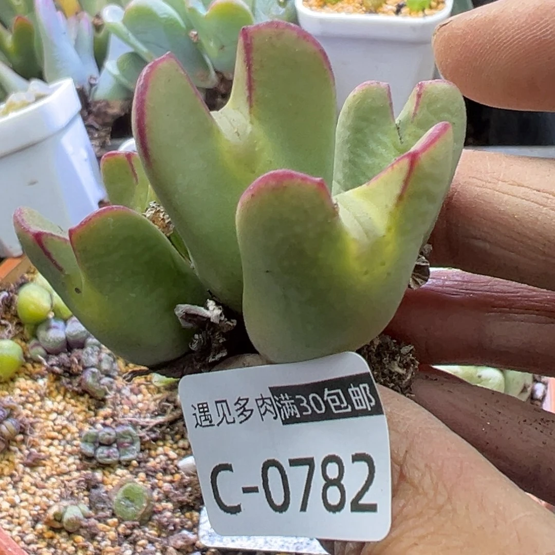 多肉植物11111111111111