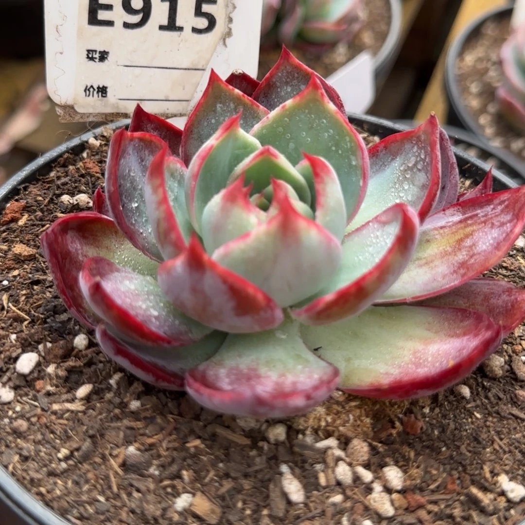 惊鸿一物一拍包装收缩花旱915