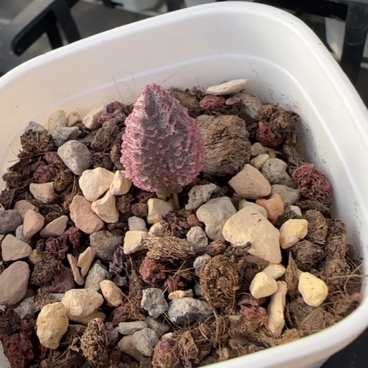 曹***淋极光水泡多肉植物