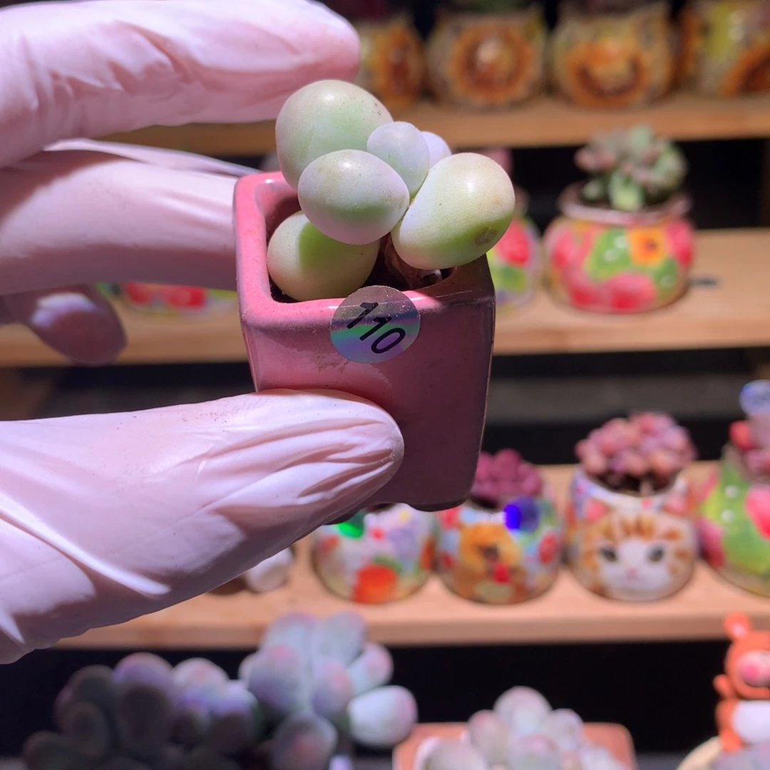 110水光针奶酪多肉