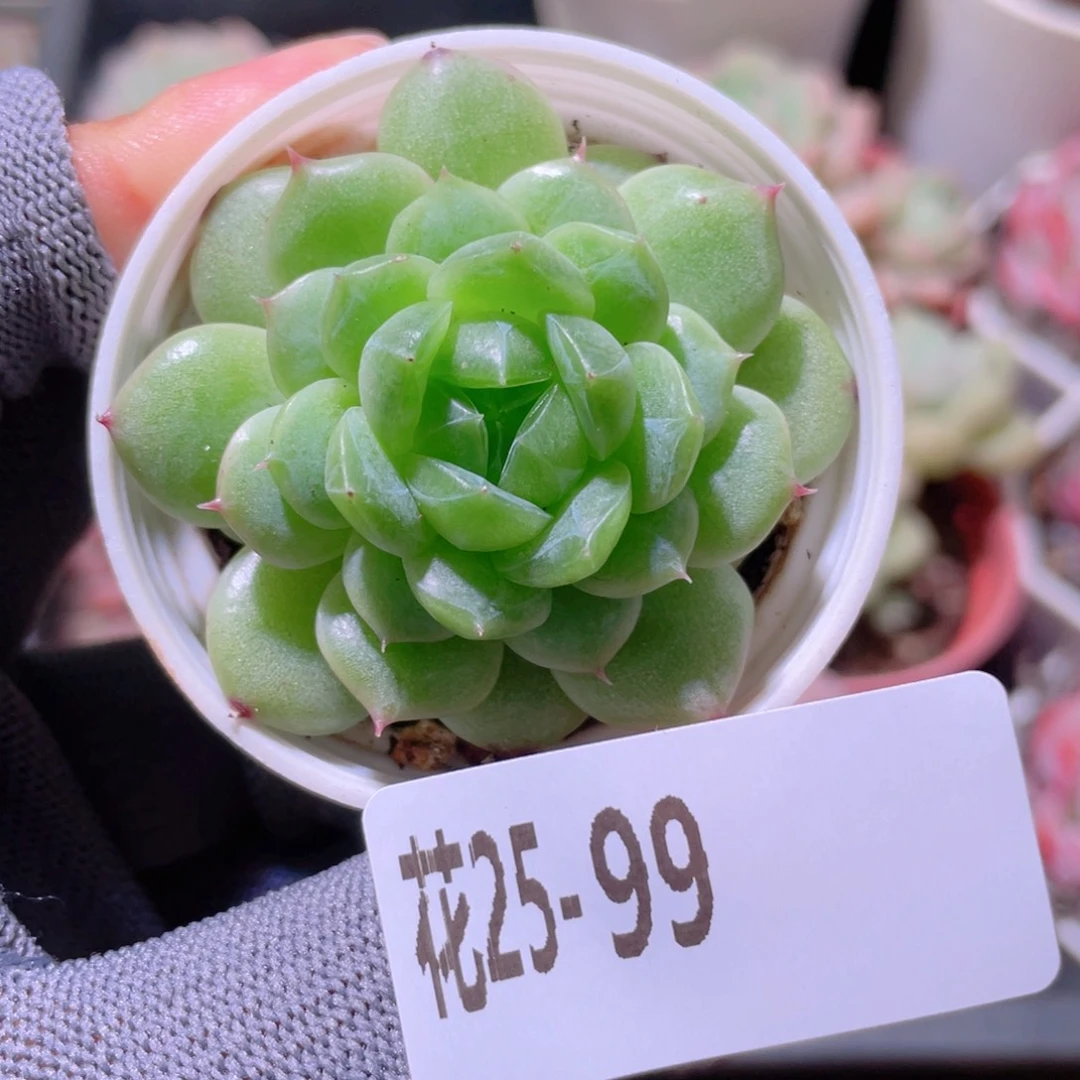 花利美25-99新品珍妮