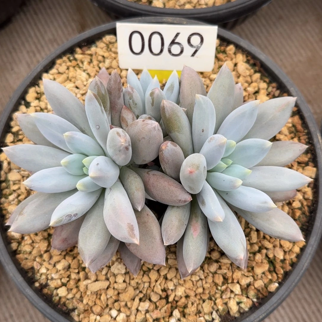 0069。       哥特