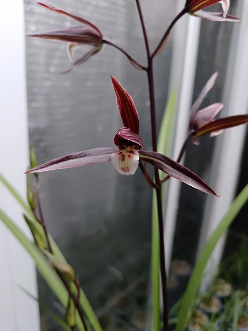 细叶寒兰转色紫红花