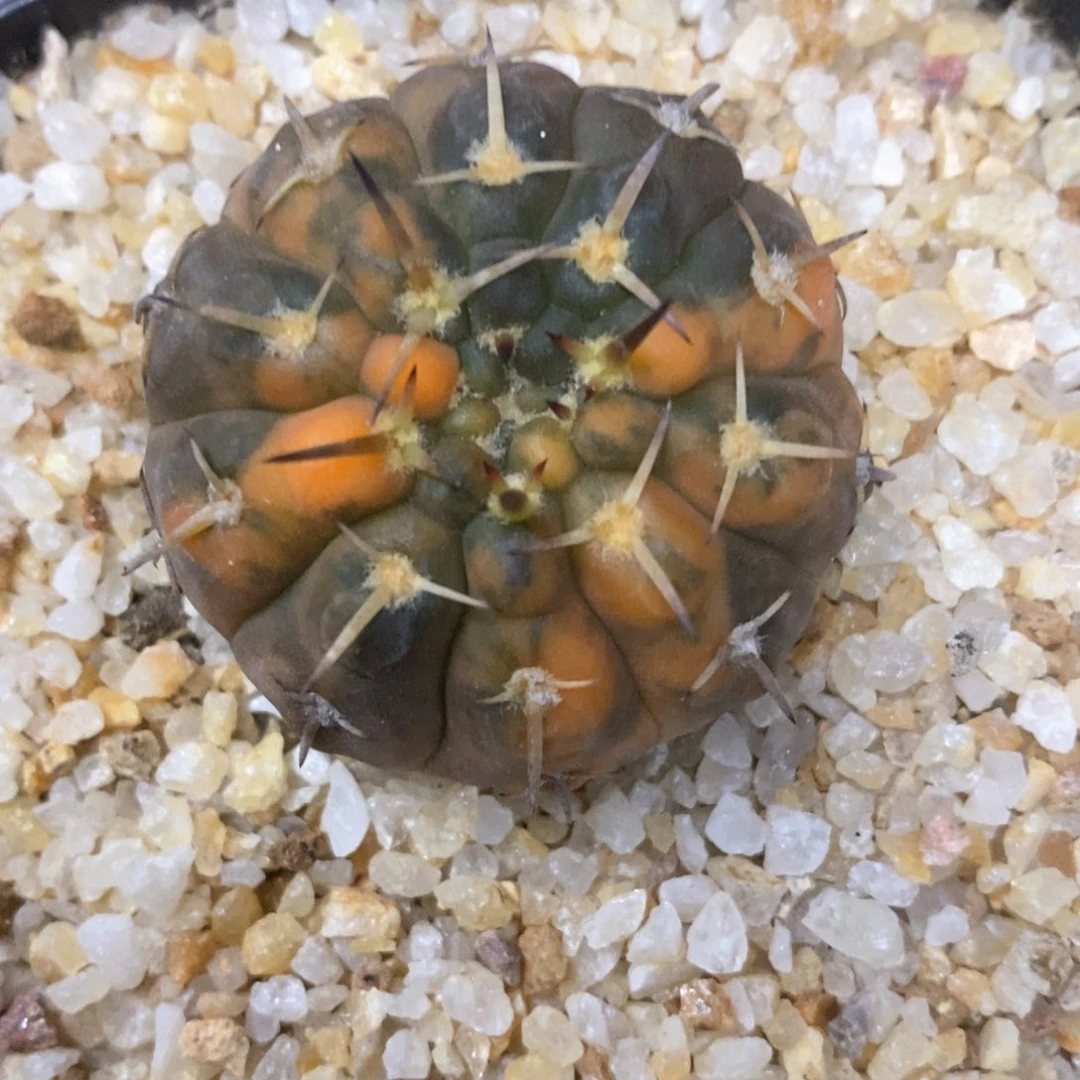 仙人球怪龙王锦88实生