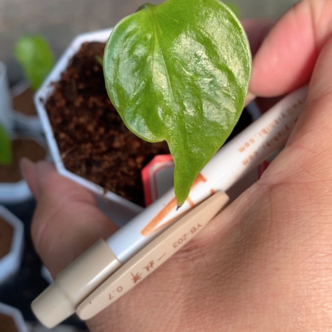 太***生完全开放种子苗龟背竹