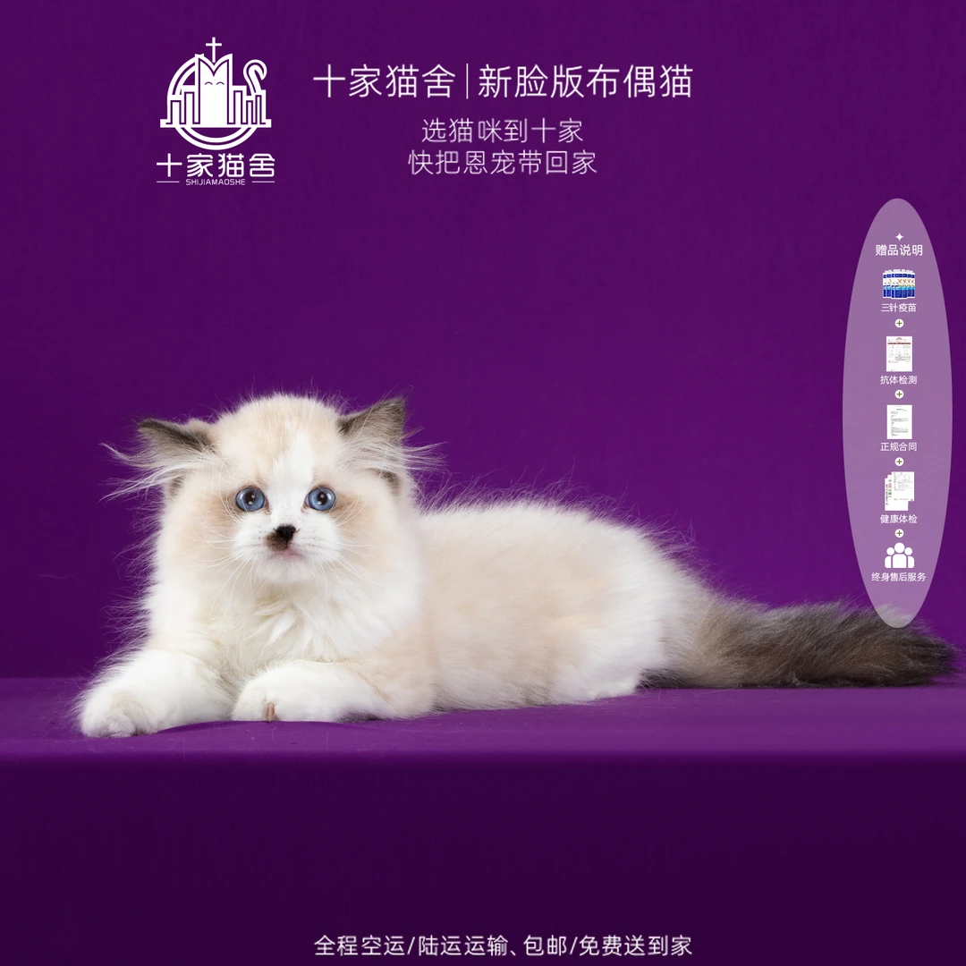 【十家猫舍】无名-弟弟I新脸版布偶猫I猫咪活体