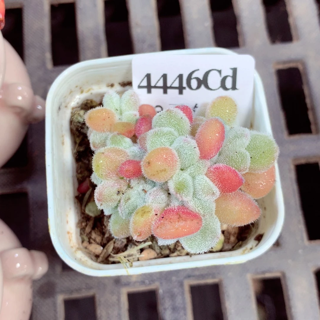 5厘米盆精控多肉4446